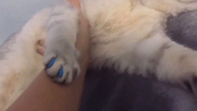 Страшилка| смешной кот Венька| PetsShow смотреть онлайн