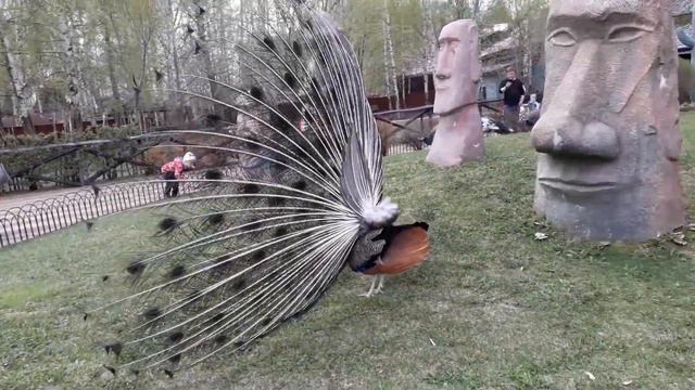 Павлин распустил хвост смотреть онлайн