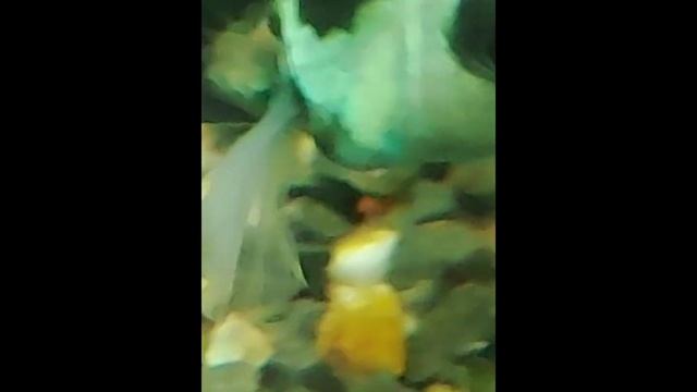 Blue Panda Parrot.Голубая панда / Сапфировый попугай (малыши) смотреть онлайн