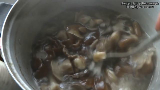 Маринованные опята видео рецепт приготовления смотреть онлайн