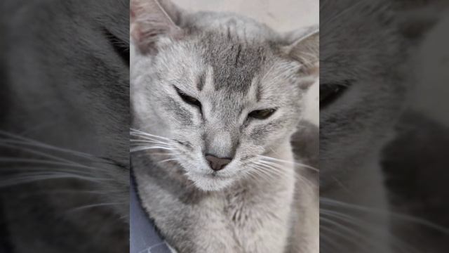 Маленькая кошечка по кличке Марго смотреть онлайн