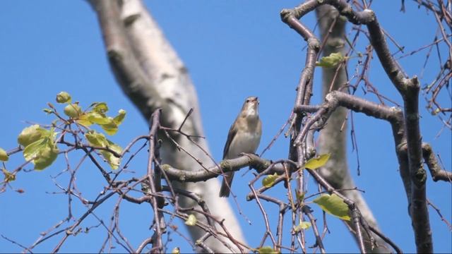 Садовая славка - Sylvia borin смотреть онлайн