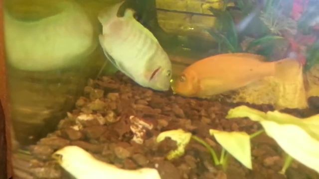 Цихлиды размножаются смотреть онлайн