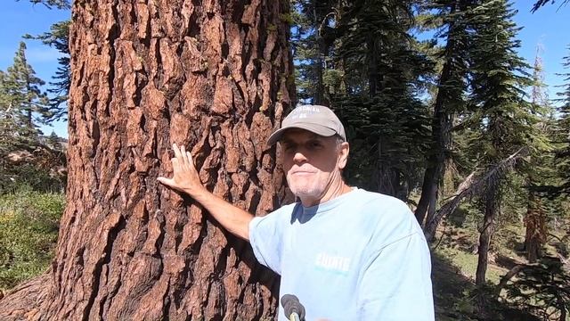 Sierra Red Fir \ Abies Magnifica