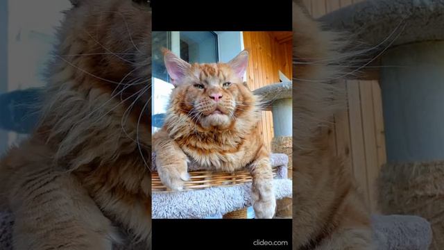 Кот Джокер,Мейн кун. Самый любимый Джокер.🐯Муж ему не соперник,он его боится.😀❤ смотреть онлайн