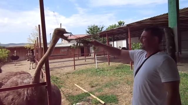 Кормление страуса смотреть онлайн