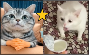 ?ЛУЧШАЯ ПОДБОРКА САМЫХ ??СМЕШНЫХ И МИЛЫХ КОШЕК И СОБАК. 2022.avi