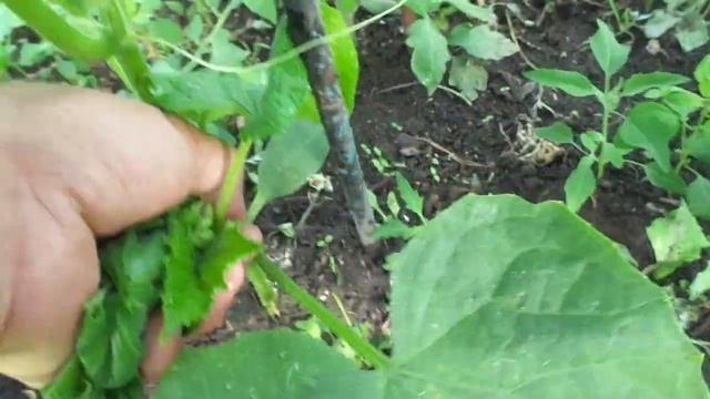 ЭТО БОМБА лучшая подкормка ОГУРЦАМ завязь уже появится на второй день смотреть онлайн