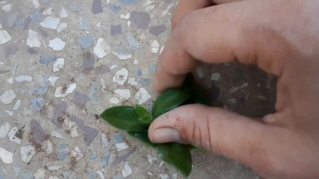 Baby sun rose - Aptenia Cordifolia - a flowering succulent смотреть онлайн