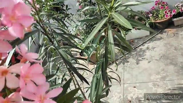 Kaner Plant Care and Propagation || Grow Oleander Plant With Cutting || смотреть онлайн