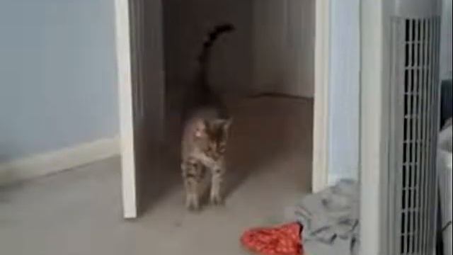 Scared cat | Кот взлетел от испуга смотреть онлайн