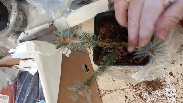 Обзор посылки с карликовыми елями, барбарисами и другими растениями из Гаршинки. 14.03.2023