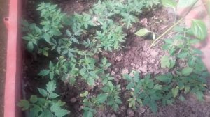 Безрассадный способ выращивания томатов. Часть 2.