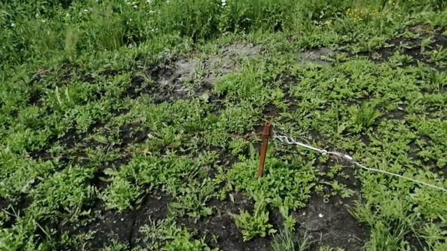 ЗСЛ на даче. С праздником всех 😉 смотреть онлайн