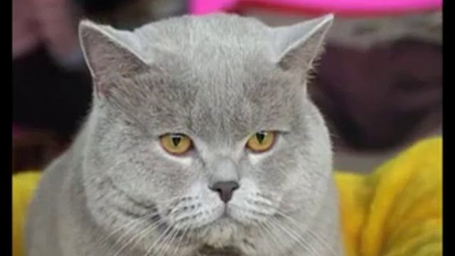 Британские короткошёрстные кошки смотреть онлайн