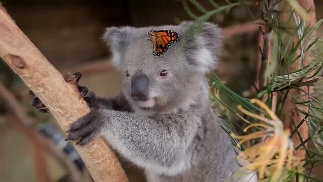 Коала - милейшее плюшевое создание всю жизнь проживающее на дереве