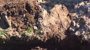 Как сделать капельный полив для клубники