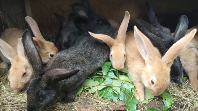 Кролики на даче. Кролики и берёзовые веточки. смотреть онлайн