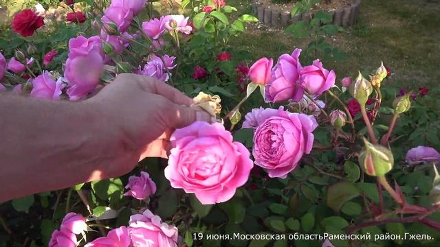 Видео обзор розы Алан Титчмарш (Английская) - Alan Titchmarsh (Austin, 2005) смотреть онлайн