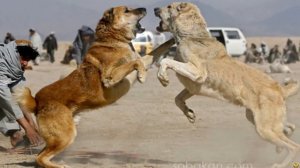 Питбуль против Алабай! КТО СИЛЬНЕЕ? Pittbull VS Alabay! WHO IS STRONGER?