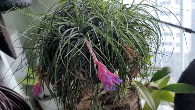 Tillandsia Houston 'Cotton Candy' описания и уход. смотреть онлайн