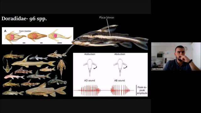 @UdeA Curso Sistemática y Biogeografía de Peces Dulceacuícolas Suramericanos_Grupos Suramericanos 2 смотреть онлайн