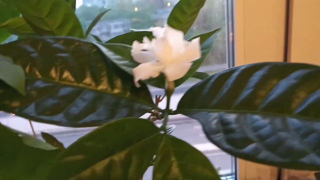 Обзор растений смотреть онлайн