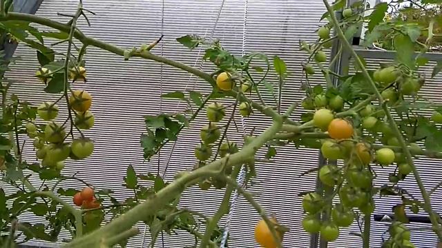 Черри Люба в середине сентября.2020 смотреть онлайн