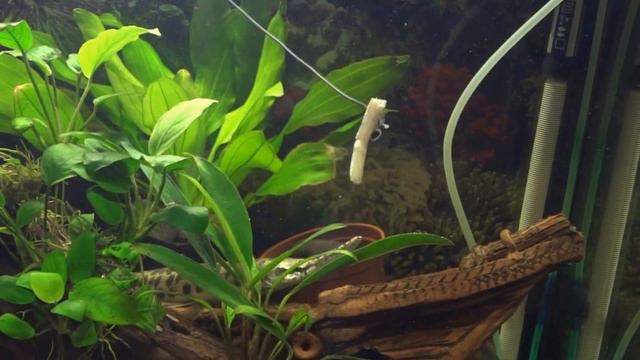 Панцирная щука в аквариуме.Lepisosteus oculatus.水族館チューブラー穂先. 3. Мойва на обед. смотреть онлайн