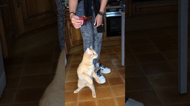 Cat sound - cat meowing to attract cats смотреть онлайн