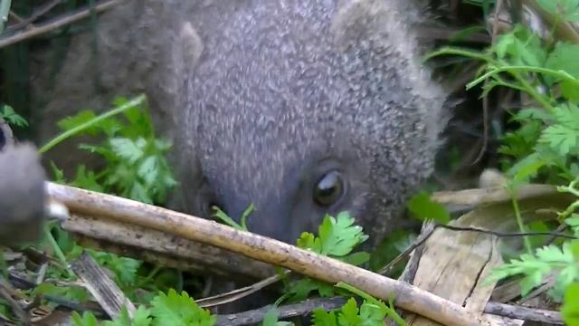 Мангуст / Mongoose