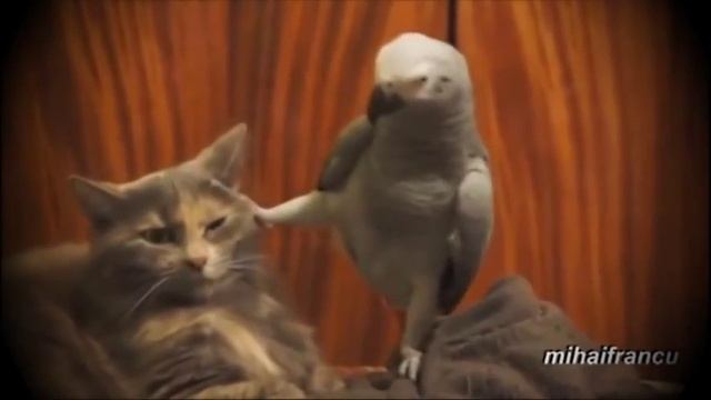 попугай и кот и озвучка)