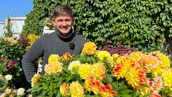 Георгины, патио георгины обзор