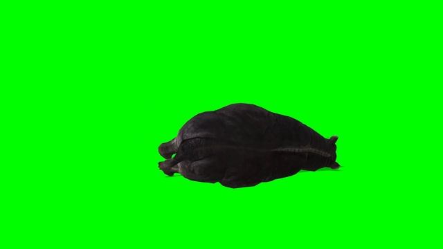 free green screen hippo Hippopotamus animal vfx 3d animation 4K hd