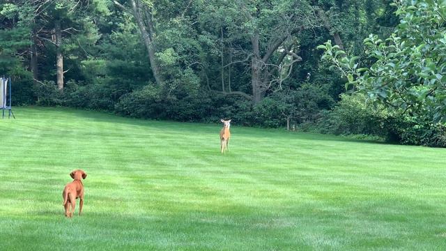 Венгерская выжла и олень (Hungarian Vizsla And Deer)