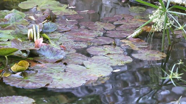 Boris Golovin The Butterfly of Zhuangzi 庄子蝴蝶 Бабочка Чжуанцзы Zhuang Zhou смотреть онлайн