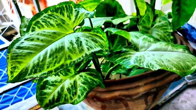 Syngonium Podophyllum | Arrow Head Vine - The Foliage Channel смотреть онлайн