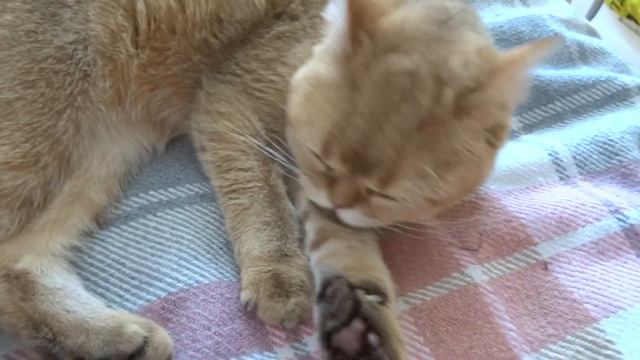 Золотая шиншилла/golden chinchilla. жизнь моей кошки) смотреть онлайн