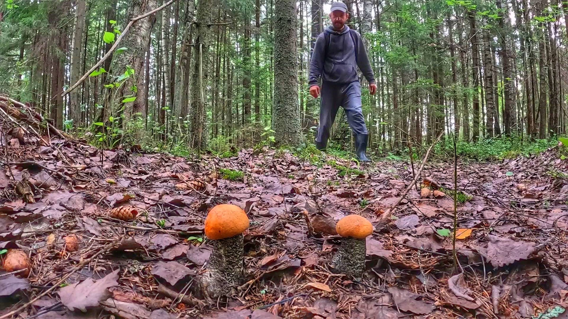 КАЙФОВАЯ ТИХАЯ ОХОТА | ПРИШЕЛ НА СВОЕ ЛЮБИМОЕ МЕСТО И НАШЕЛ ОЧЕНЬ КРАСИВЫЕ ГРИБЫ | ГРИБЫ 2024 смотреть онлайн