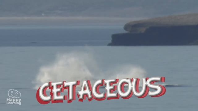The Dolphin | Educational Video For Kids.
