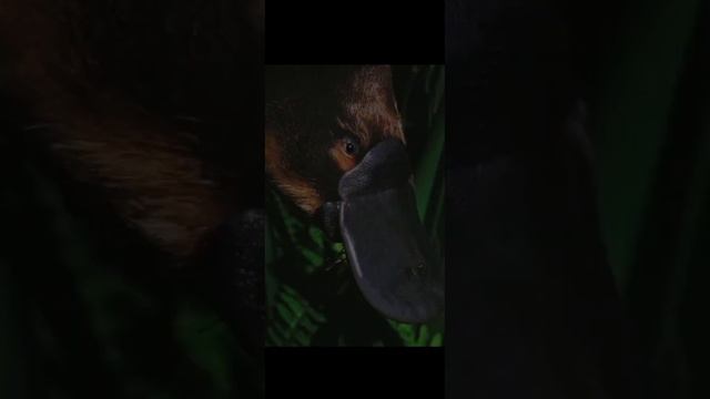 Утконос - животное с носом утки