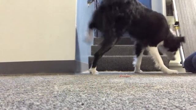 Border Collie working on handstand смотреть онлайн