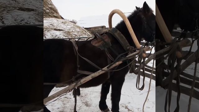 РУССКАЯ дуговая #упряжь!! #Лошадьвтренде #Horse #жылкы смотреть онлайн
