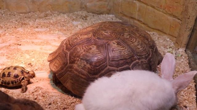 Шпороносная черепаха в дружбе с кроликами!. Ялтинский крокодиляриум. смотреть онлайн