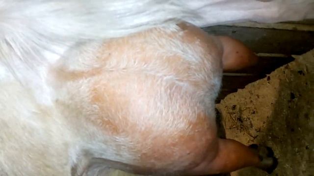 Дойные козы 2019 года смотреть онлайн