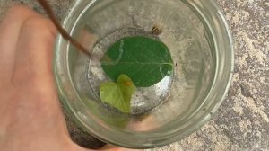 Жук зелёный, жук чёрный и улитка полосатая, весёлая компашка собралось чтобы мы могли её рассмотрет