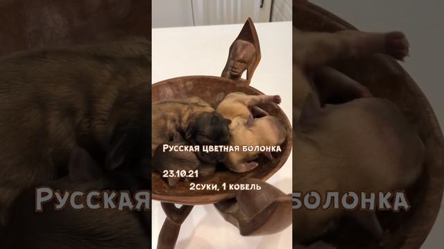 Щенки русской цветной болонки родились 23.10.21. Все светленькие 👌 смотреть онлайн