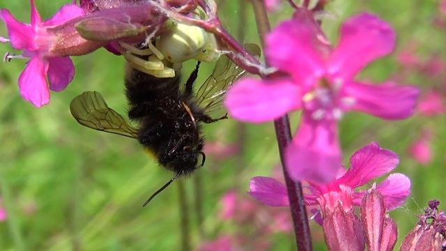 Цветочный паук поймавший шмеля. Flower spider caught a bumblebee. Мacro. смотреть онлайн