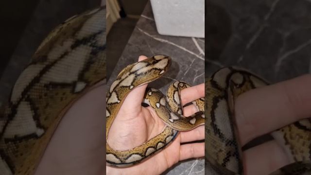 reticulated python ? #python #reptile #reticulatedpython #snake #animal #beauty #beautiful смотреть онлайн