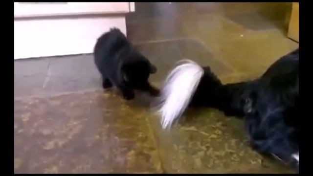 Чей это хвост ! Приколы! смешные коты смешные животные! / fun! funny animals! funny cats смотреть онлайн